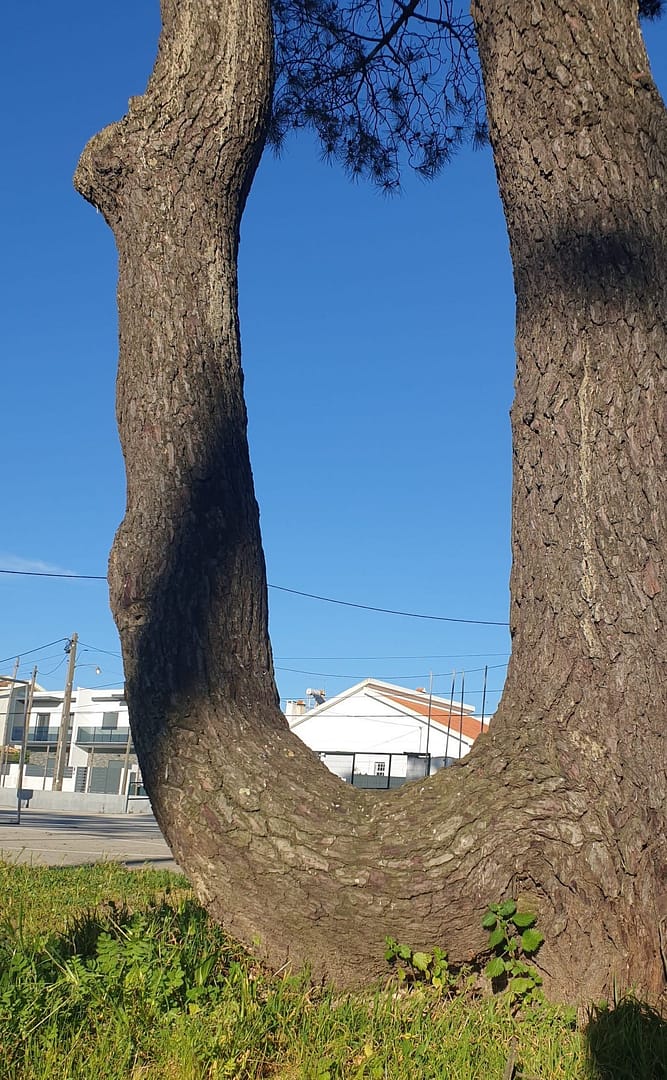 Powerful and strong tree standing in the Lagoas Park